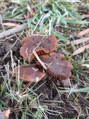 Tubaria rufofulva