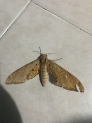 Protambulyx strigilis