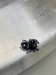 Phidippus audax