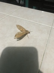 Protambulyx strigilis