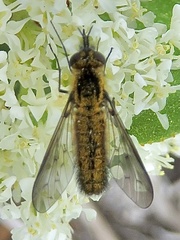 Ecliminae