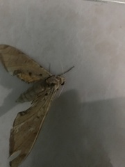 Protambulyx strigilis