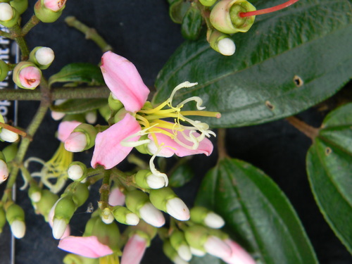 Dichaetanthera africana