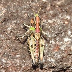 Austroicetes tricolor
