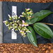 Dichaetanthera africana - Photo (c) Theo Damen,  זכויות יוצרים חלקיות (CC BY-NC), הועלה על ידי Theo Damen