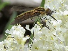 Ecliminae