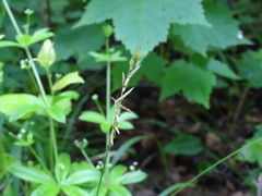 Oryzopsis asperifolia