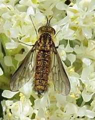 Ecliminae