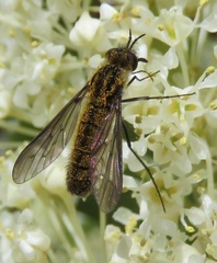 Ecliminae