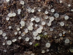 Arachnopeziza delicatula
