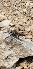 Promachus albifacies