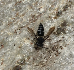 Coelioxys rufitarsis
