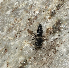 Coelioxys rufitarsis