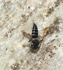 Coelioxys rufitarsis