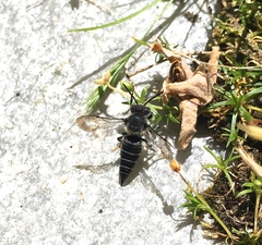 Coelioxys rufitarsis