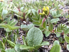 Astragalus umbellatus