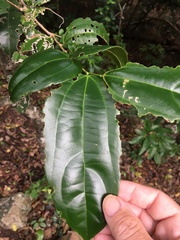 Cryptocarya densiflora