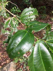 Cryptocarya densiflora