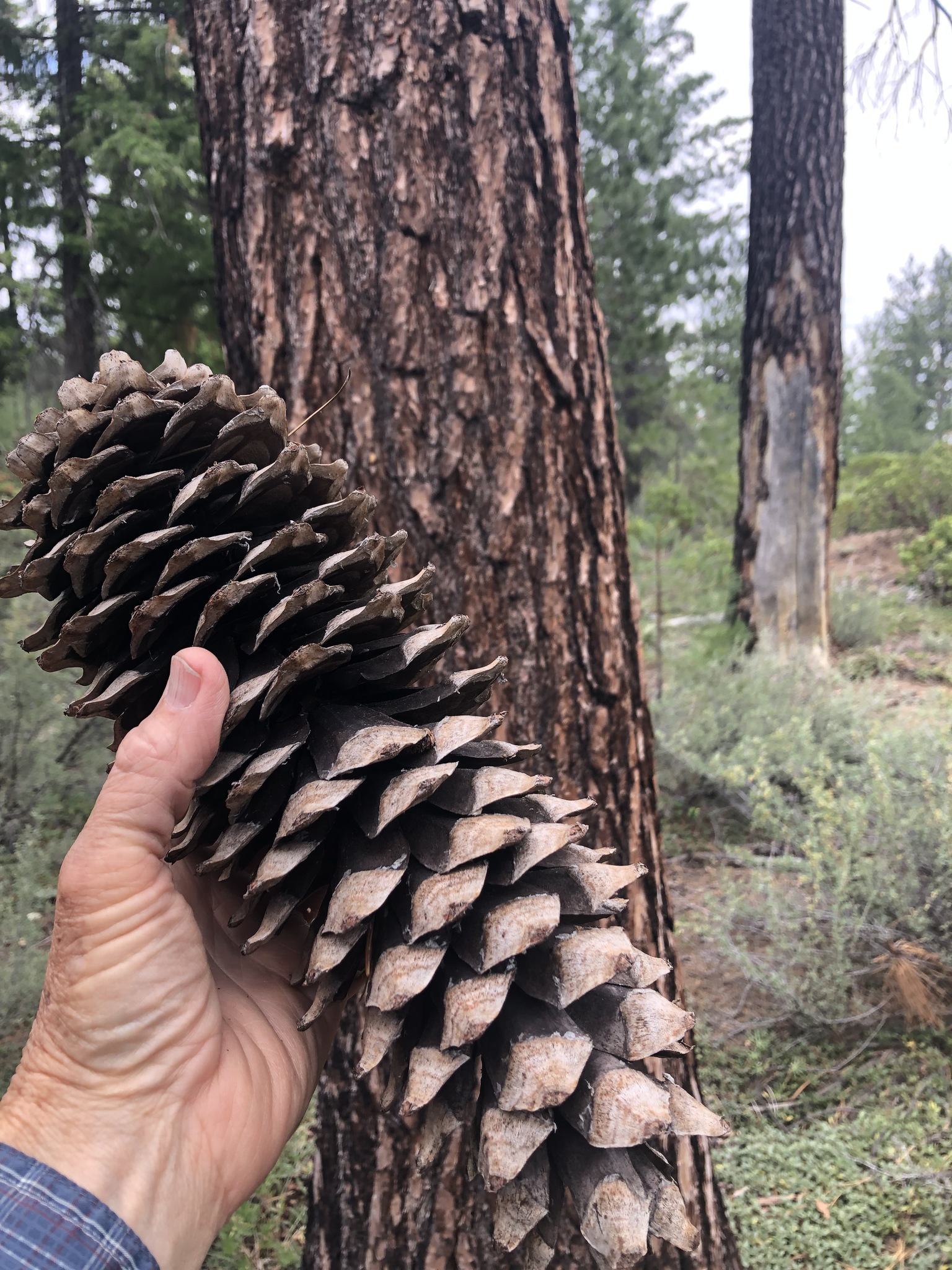 Pinus lambertiana — photo 3