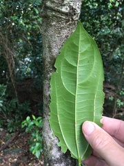 Cryptocarya densiflora