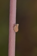 Agalmatium bilobum