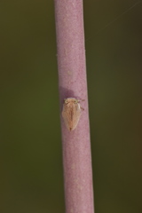 Agalmatium bilobum