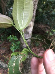 Cryptocarya densiflora