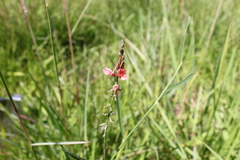 Indigofera bongardiana