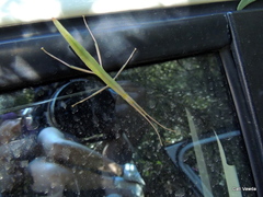 Macynia labiata