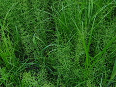 Equisetum palustre