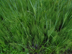 Equisetum palustre