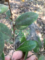 Planchonella cotinifolia