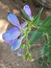 Penstemon glaber alpinus