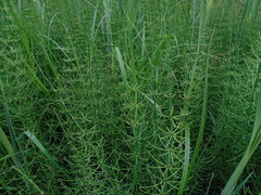 Equisetum palustre