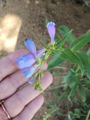 Penstemon glaber alpinus
