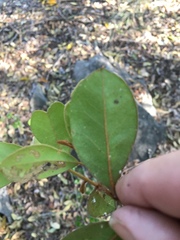 Planchonella cotinifolia