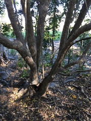 Planchonella cotinifolia