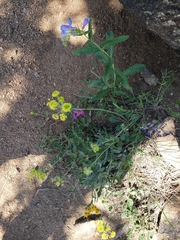 Penstemon glaber alpinus