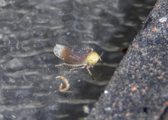 Polyamia apicata