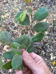 Planchonella cotinifolia