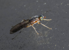 Merosargus caeruleifrons