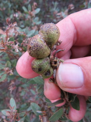 Disholandricus reniformis