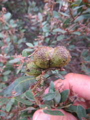 Disholandricus reniformis