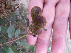 Disholandricus reniformis