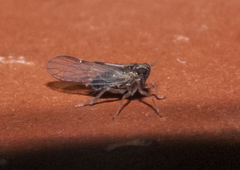 Muellerianella laminalis