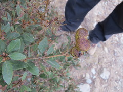 Disholandricus reniformis