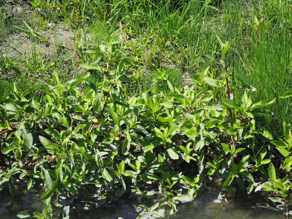 Hygrophila pogonocalyx, Taiwan