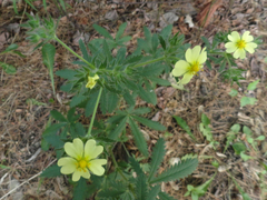 Potentilla