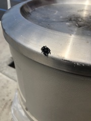 Phidippus audax