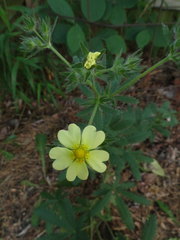 Potentilla